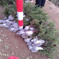 40公分高地柏基地的裝車價格