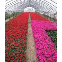 江西省南昌市哪里有雞冠花太陽(yáng)花孔雀草長(zhǎng)春花一串紅矮牽牛草花賣