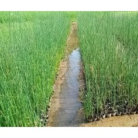 基地直銷水生植物水蔥-推薦群鋒水生植物有限公司