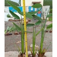 供應(yīng)江西水生植物/江西水生花卉/江西水生植物花卉種苗/江西水生