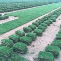 廣西南寧馬尼拉草皮，草坪