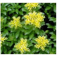 出售八寶景天、三七景天，德國景天，紅葉景天、馬蓮、鳶尾