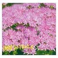 出售各種草花 藍(lán)花 鳶尾 荷蘭菊 三七景天 紅葉景天 金雞菊