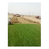 冷寂型早熟禾草坪最新價格5元