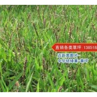 中華結(jié)縷草草皮供應(yīng)