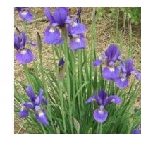 紫花鳶尾....苗木基地提供大量紫花鳶尾