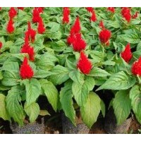 供應(yīng)雞冠花，和服雞冠花，一支筆雞冠花