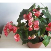 供應(yīng)四季海棠，非洲鳳仙，夏堇，地膚，毛地黃，黃金署