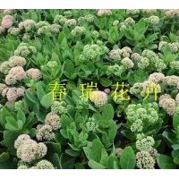 出售景天種植園，萱草，鳶尾，千屈菜，玉簪，醡醬草草