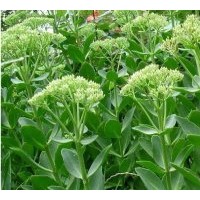 供應(yīng)八寶景天