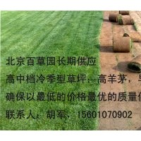 供應(yīng)草坪 綠化草坪