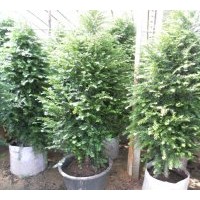 福建君子蘭、常青藤、蟹爪蘭、八角金盤、碧玉、各種竹芋