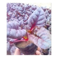 供應(yīng)雪里紅、羽衣甘藍(lán)