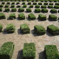 草坪基地//供應(yīng)矮生百慕大，馬尼拉，高羊茅等草坪