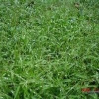 供應(yīng)狗牙根草坪種子 護(hù)坡草坪狗牙根草籽 狗牙根種子價(jià)格