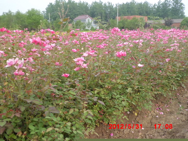 32萬(wàn)畝直銷(xiāo)豐花月季.紅帽月季.薔薇.玫瑰.地被月季.