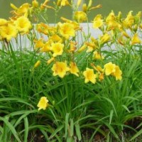 草花類(lèi)萱草.麥冬草.蔦尾.美人蕉.玉簪.