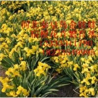 金娃娃鳶尾供應(yīng)商