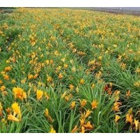 急售萱草:金娃娃萱草,大花萱草,紅寶石萱草,金邊麥冬