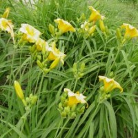 供應(yīng)大花萱草金娃娃萱草