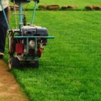 早熟禾草坪價格