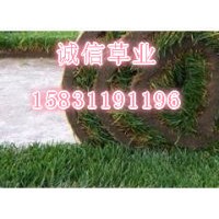 四季青草坪 高羊茅草坪 欒城草坪