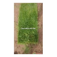 河北草坪銷售|山西草坪銷售|山東草坪銷售