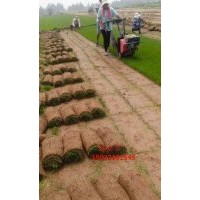 早熟禾草坪基地