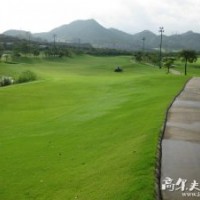 批發(fā)園林綠化草坪 馬尼拉草坪 草皮 耐旱耐踐踏 結(jié)縷草草皮