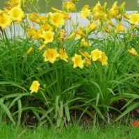 供應地被植物-萱草，大花萱草，蘇北沭陽大花萱草，大花萱草基地