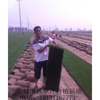 張家口草坪|承德草坪|唐山草坪