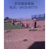 新鄉(xiāng)草坪|許昌草坪|平頂山草坪