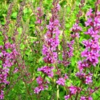 千屈菜 醉魚草 假龍頭 五彩石竹 常夏石竹