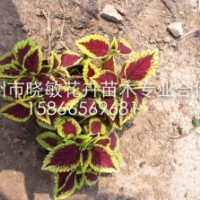 青州綠化草花批發(fā)