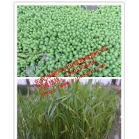 供應(yīng)水生植物狐尾藻，推薦懿鴻水生植物
