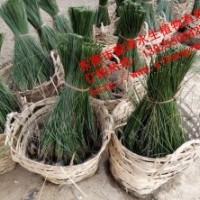 供應(yīng)水生植物紙莎草，推薦懿鴻水生植物