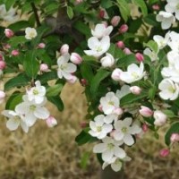 西府海棠苗木_內(nèi)蒙古西府海棠_冀鑫(多圖)