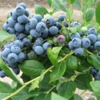 藍(lán)莓苗價(jià)格_汕頭市藍(lán)莓苗_仁源農(nóng)業(yè)科技(多圖)