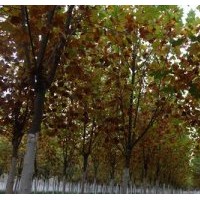 冀鑫、法桐、法桐批發(fā)