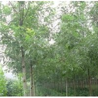 白蠟、冀鑫、彩葉白蠟