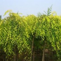 河北金葉垂榆、彩葉園林、金葉垂榆繁育