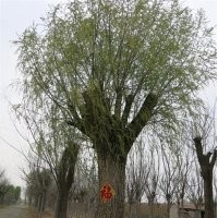 泰安直徑一米柳樹(shù),直徑一米柳樹(shù),聚源園林(圖)