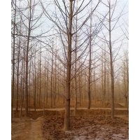 最新銀杏樹(shù)苗價(jià)格|邳州銀杏(圖)|最新銀杏樹(shù)苗價(jià)格