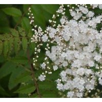 遼寧珍珠梅、冀鑫、盆栽珍珠梅