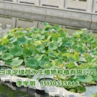 荷花_綠荷水生_荷花種苗價(jià)格