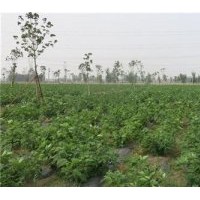 構(gòu)樹苗培育基地|構(gòu)樹苗|鑫森源(查看)