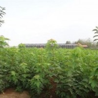 2014美國紅楓幼苗報(bào)價(jià)(圖)、美國紅楓幼苗供應(yīng)商、金圣園林秋火焰