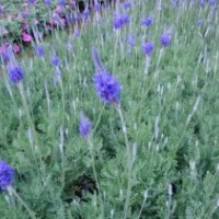 愛萍花卉苗木_濰坊薰衣草_薰衣草基地