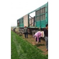 供應(yīng)冷季型草坪