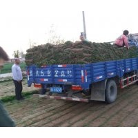 石家莊欒城義祥草坪種植基地，各種冷季型草坪